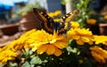 Vibrant Marigold Garden Elegance Butterfly. Generative AI Royalty Free Stock Photo