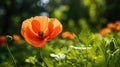 vibrant may flowers orange