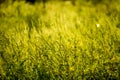 Vibrant meadow grass close up on sunset