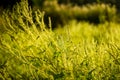 Vibrant meadow grass close up on sunset