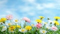 A vibrant meadow of white and pink daisies and yellow dandelions under bright midday sun Royalty Free Stock Photo