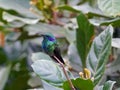 Vibrant metalica green lesser violetear hummingbird