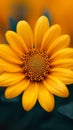 Vibrant Mexican sunflower weed, Closeup beautiful orange bloom