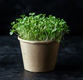 vibrant microgreen, grown in a sustainable paper pot, are packed with vitamins, minerals, and antioxidants