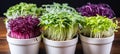 Vibrant microgreens a captivating display of colors, textures, and nutrient rich appeal