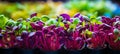Vibrant microgreens a captivating display of colors, textures, and nutrient rich delicacies