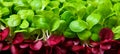 Vibrant microgreens a captivating display of colors, textures, and nutrient rich freshness