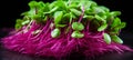 Vibrant microgreens a captivating macro shot showcasing their delicate nature and vibrant colors