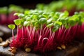 Vibrant microgreens in captivating macro shot, showcasing their rich colors and delicate textures