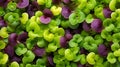 Vibrant microgreens a captivating showcase of delicate textures and nutrient rich appeal
