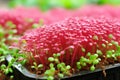 Vibrant microgreens capturing the delicate nature and nutrient rich appeal for healthy eating