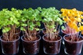 Vibrant microgreens capturing delicate, nutritious appeal for healthy eating concept.