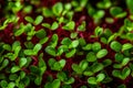 Vibrant microgreens delicate nature and nutrient rich appeal in healthy eating concept