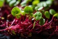 Vibrant Microgreens. Delicate, Nutrient-Rich, Captivating Display - High-Resolution Close-Up