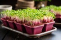 Vibrant Microgreens. Delicate and Nutrient-Rich Display of Colors and Textures, Close-Up