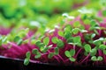 Vibrant microgreens macro image, capturing delicate textures and nutrient rich appeal