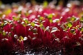 Vibrant Microgreens. Rich Nutrients, Captivating Colors and Textures in Close-Up Shot