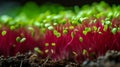 Vibrant microgreens a stunning showcase of colors, textures, and nutrient rich appeal