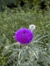 Vibrant milk thistle flower Silybum marianum in the wild