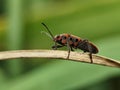 A vibrant milkweed bug, with its striking red and black markings, rests elegantly on a dried leaf. Royalty Free Stock Photo