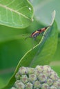 Vibrant milkweed bug is looking for food on a sunny day