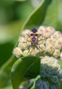 Vibrant milkweed bug is looking for food on a sunny day