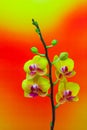 Mini yellow phalaenopsis orchids on colorful gradient background
