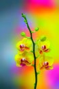 Vibrant mini yellow phalaenopsis orchids on psychedelic abstract background