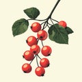 vibrant minimalist illustration showcasing bright red currants slender stem dynamic leaves plain white backdrop