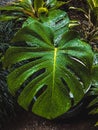 A vibrant Monstera leaf covered by rain drops Royalty Free Stock Photo