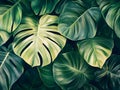 Vibrant monstera leaves with striking cuts and deep green colors, creating a dramatic tropical pattern with subtle light Royalty Free Stock Photo