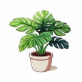 vibrant monstera plant in ceramic pot on minimalist isolated background