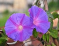 Vibrant morning glory vine is creep on ground