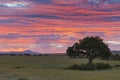 Vibrant morning with golden sky at Maasai Mara, Kenya, Africa.