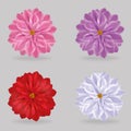 Vibrant multi color lovely chrysanthemum daisy flowers