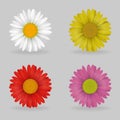 Vibrant multi color lovely daisy chammomile flowers