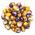Vibrant Multi Colored Kernels of Corn Arranged Circularly on White Background Detailed Watercolor Royalty Free Stock Photo