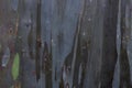Vibrant Multicolor Tree Bark Texture, Rainbow Eucalyptus (Eucalyptus deglupta) Royalty Free Stock Photo