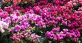 Vibrant multicolored cyclamen flowers