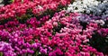 Vibrant multicolored cyclamen flowers