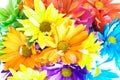 Vibrant Multicolored Daisy Background