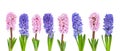 Vibrant multicolored hyacinth spring flowers isolated on white background