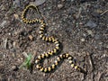 Vibrant multicolored snake on forest floor.
