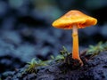 Vibrant Mushroom Emerging from Forest Floor