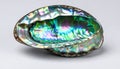 Vibrant Nacre of an Iridescent Abalone Shell Royalty Free Stock Photo