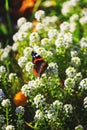 Vibrant natural floral background, macro red admiral butterfly. Royalty Free Stock Photo