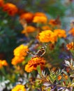 Vibrant natural floral background, macro red admiral butterfly. Royalty Free Stock Photo