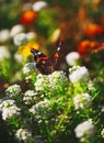 Vibrant natural floral background, macro red admiral butterfly. Royalty Free Stock Photo