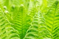 Vibrant natural green fern texture pattern. Beautiful tropical forest or jungle foliage background. Fresh spring foliage Royalty Free Stock Photo