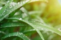 Grass background with rain drops in sun flare